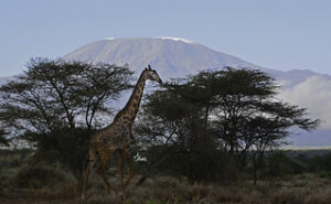 Giraffe - Top 6 Tanzania safaris