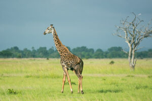 Giraffe at Mikumi National Park, Tanzania