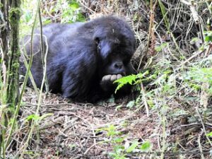 gorillas at Virunga - gorilla trekking