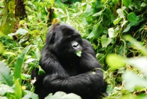 gorilla eating leaves