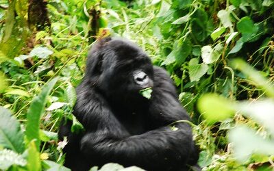 gorilla eating leaves