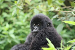 gorilla trekking in Rwanda