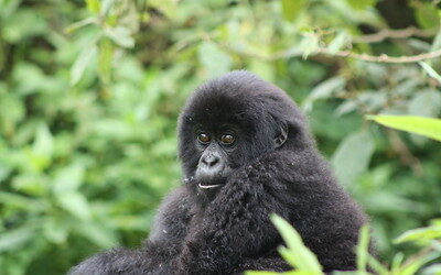 gorilla trekking in Rwanda