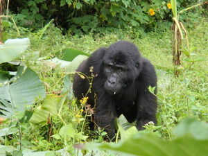 A female gorilla at Bwindi Impenetrable National Park