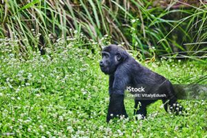 infant gorilla in Rwanda