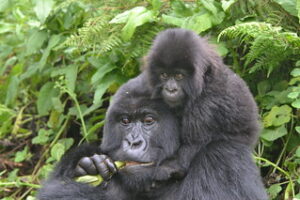 Mother and infant gorilla at Bwindi- Charging gorillas