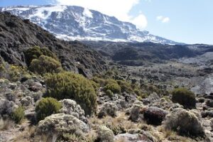 Kilimanjaro travel Insurance/ 7 Days Mount Kilimanjaro