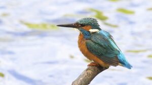 Kingfisher at Serous National Park - Masai mara birding