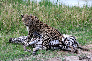 Leopard with the Prey - Tanzania Nocturnal Safari