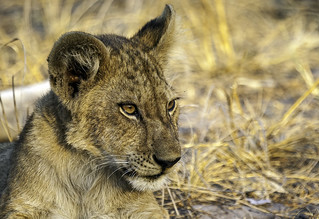 Lion cab at Katavi National Park