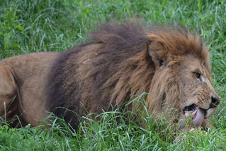 lion - Tanzania safari company