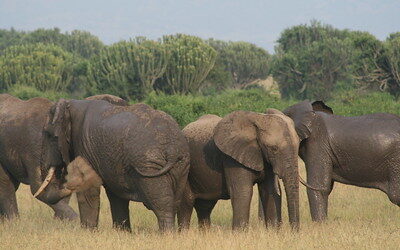 Lions at Masai Mara in Masai Mara African safari