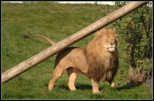 Male lion on African safari