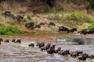 Great migration at Mara River- African safari