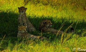 Leopard at Masai Mara - African safari