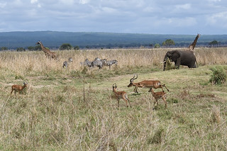 Mikumi National Park, Tanzania