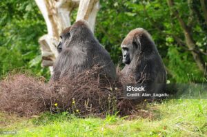 gorilla trekking: Nesting