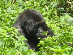 Gorilla trekking at Nkuhingo National Park