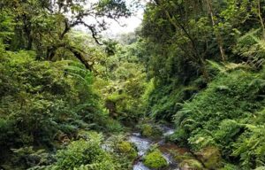 Nyungwe woodland in Rwanda