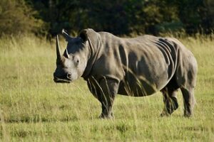 Rhinos at Masai Mara