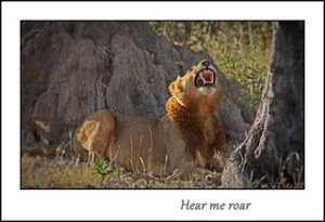 Roaring lion at Okavango Delta - African safari