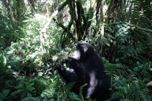 safe gorilla trekking in Rwanda