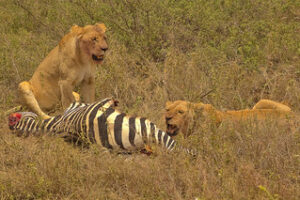 lion feeding on zebra