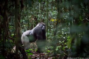 silverback- Gorilla in Rwanda