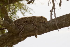 sleeping leopard - Top 10 Tanzania attractions