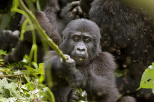 gorilla trekking at Bwindi