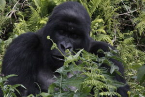 gorillas at Volcanos National Park