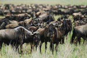 wildebeest in Masai Mara- African safari