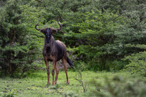 Wildebeest at Serous game Reserve