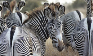 Zebras at Murchison falls in Uganda - African safari