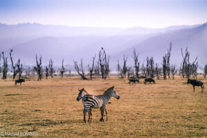 zebras, Ngorongoro National Park - vacation safaris