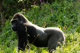 lowland gorilla vs mountain gorilla