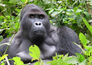 eastern lowland gorillas