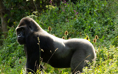 western lowland gorillas